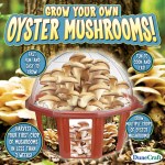 Grow Your Own Oyster Mushrooms