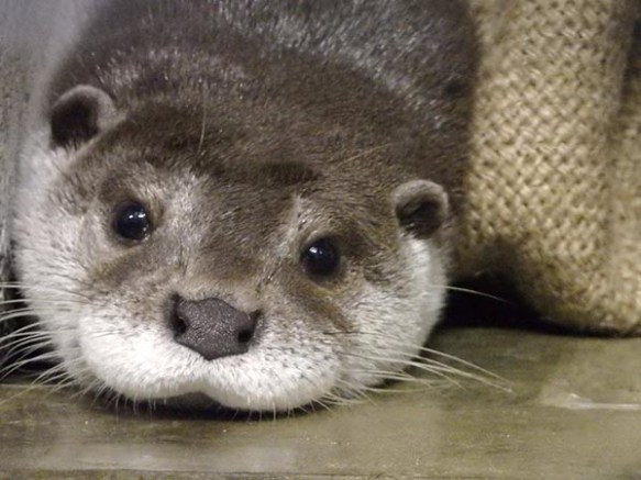 happy otter